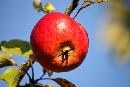 Red apple fruit vitamins