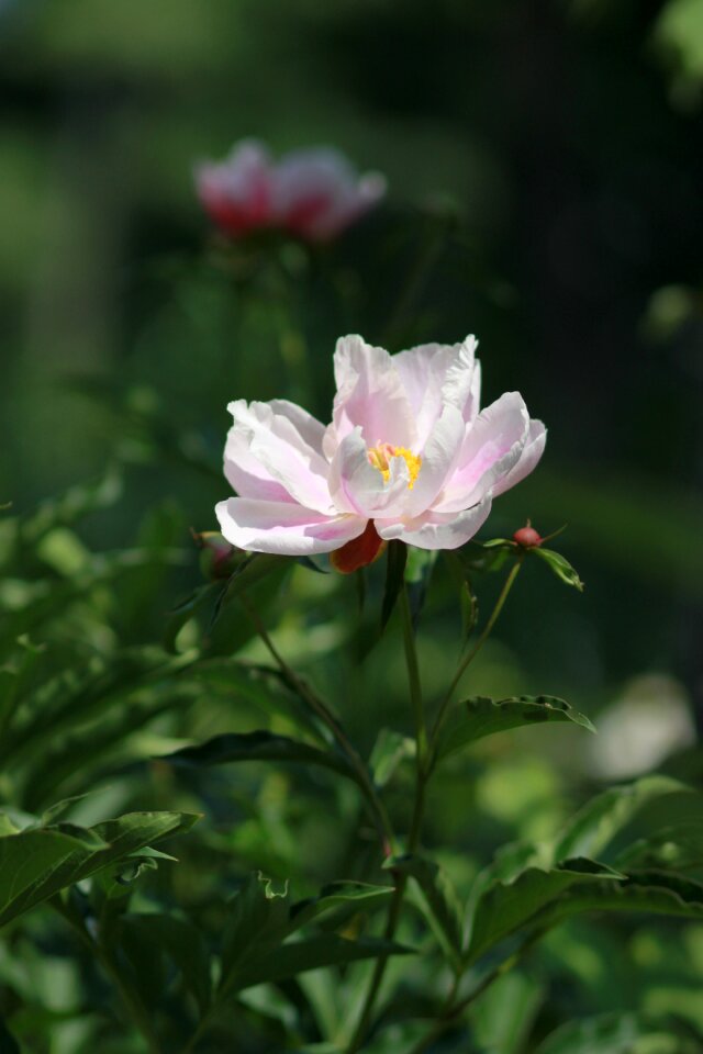 Garden leaf flower garden
