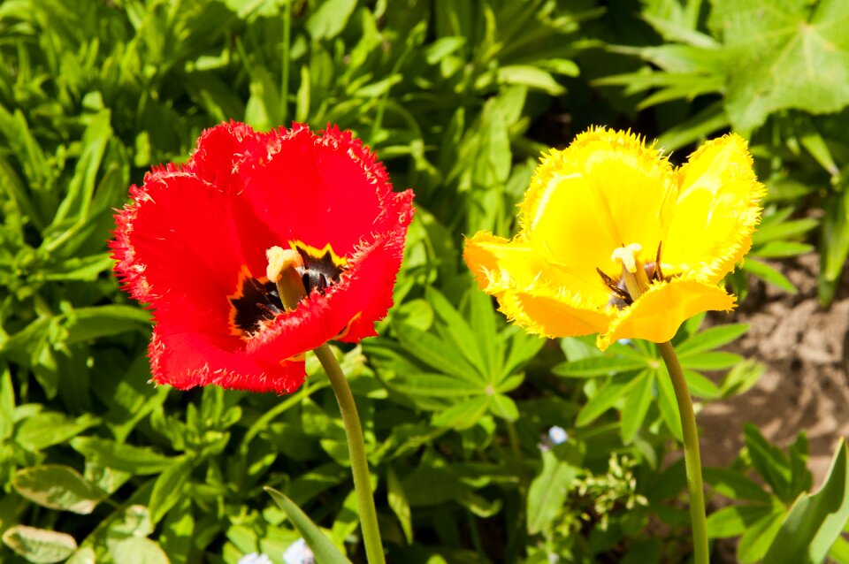 Closeup double tulip spring flowers