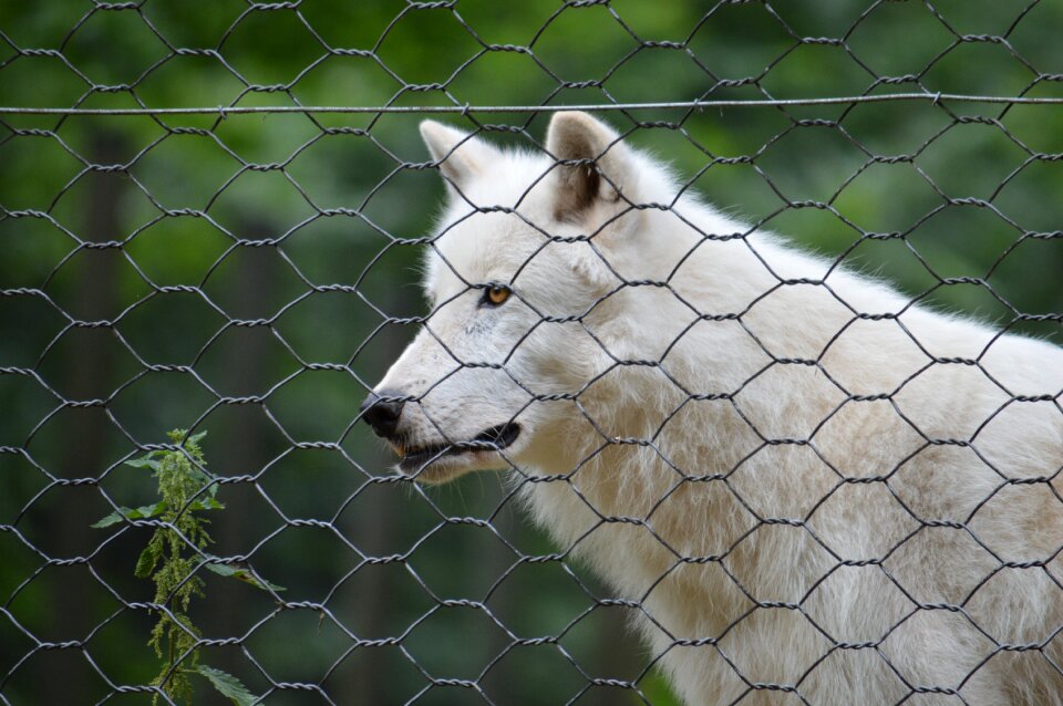 Animal cute white