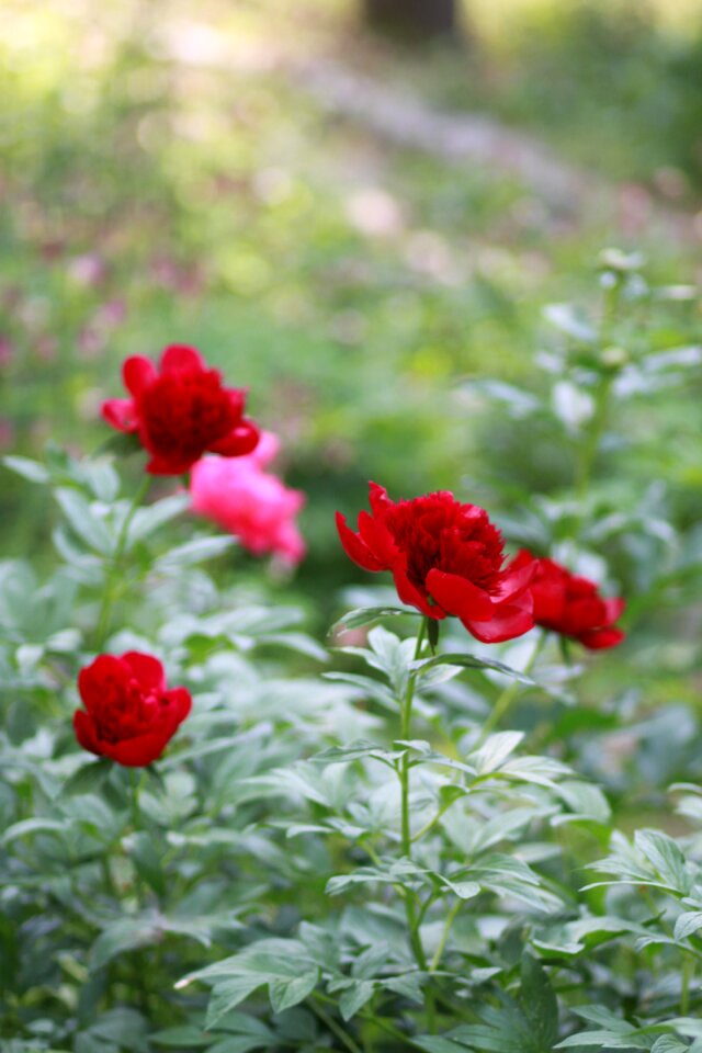 Garden leaf flower garden
