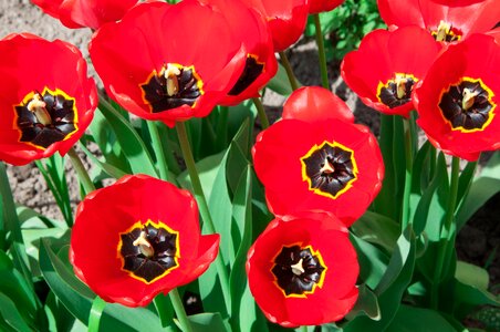Closeup spring flowers flower