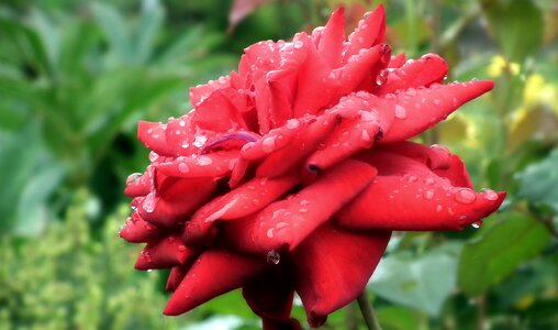 Love garden macro
