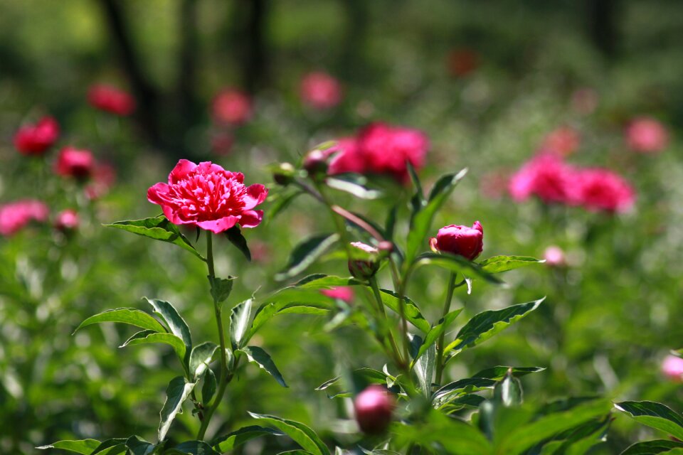 Garden leaf flower garden