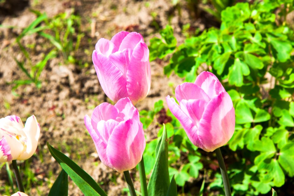 Closeup spring flowers flower