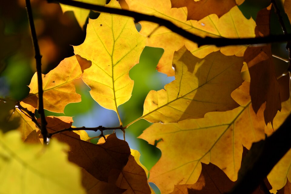 Autumn colours forest backlighting