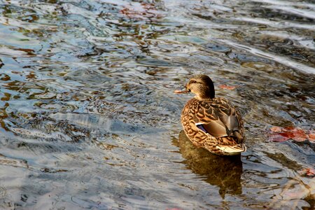 Nature bird water bird