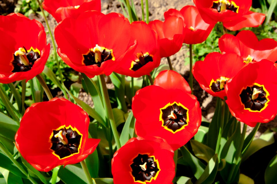 Closeup spring flowers flower