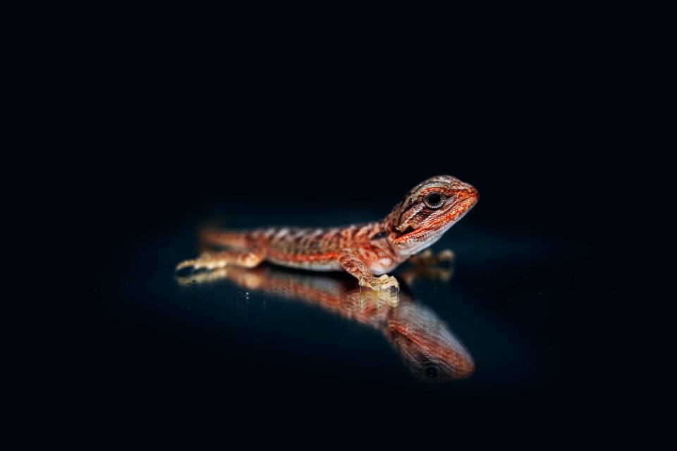 Lizard reptile dark