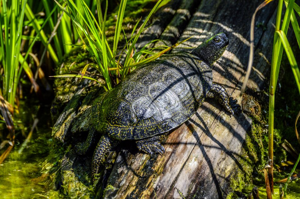Pond reptile water creature