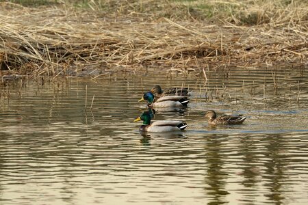 Duck riverside Free photos