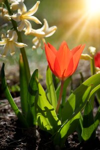 Flower orange flower blossom photo