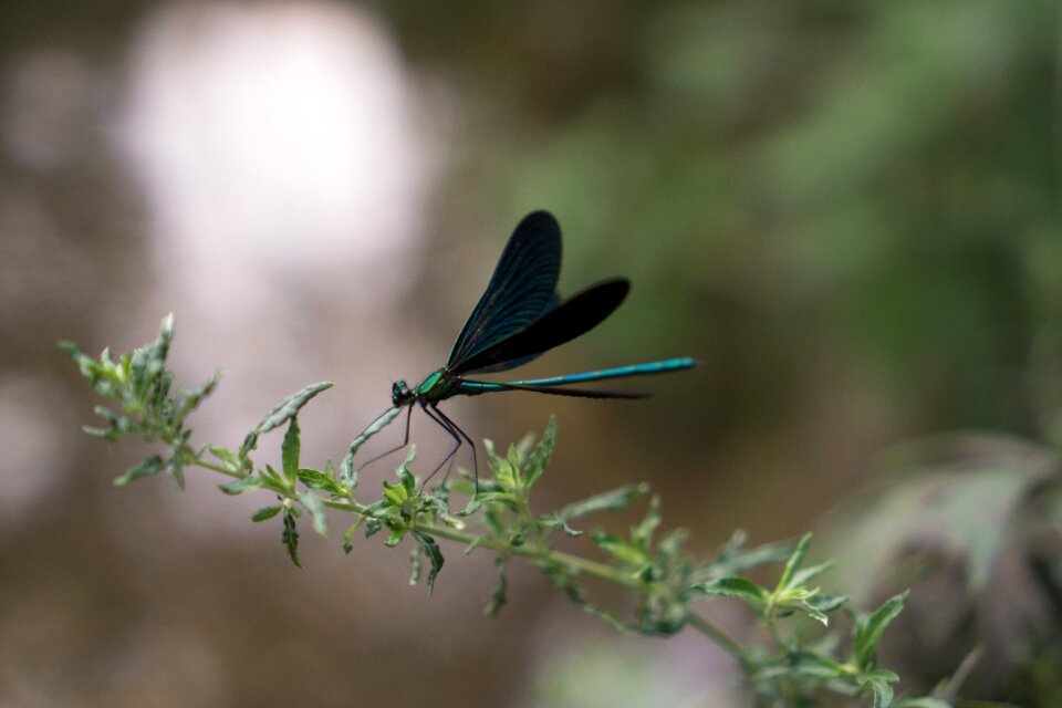 Animal wing dragonfly items