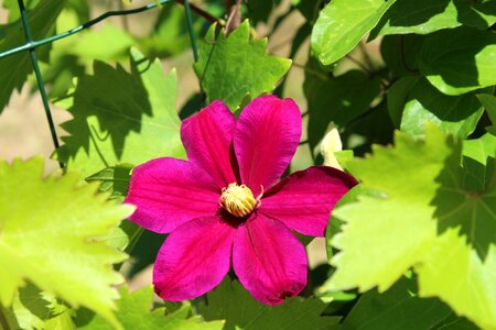 Ornamental plants spring nature