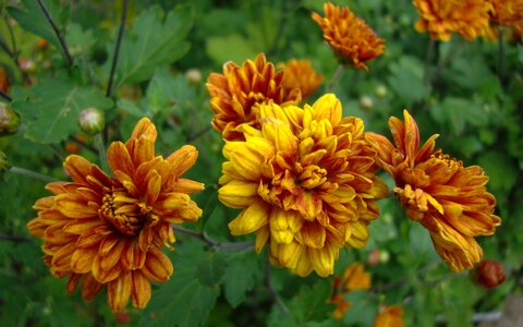 Autumn beauty macro photo