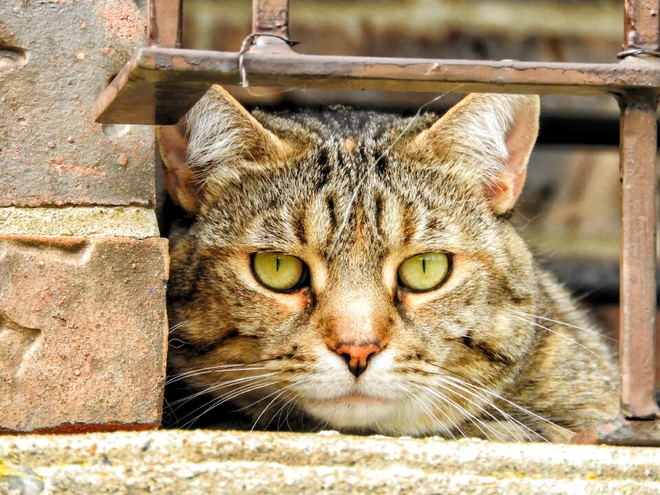 Kitty cute looking