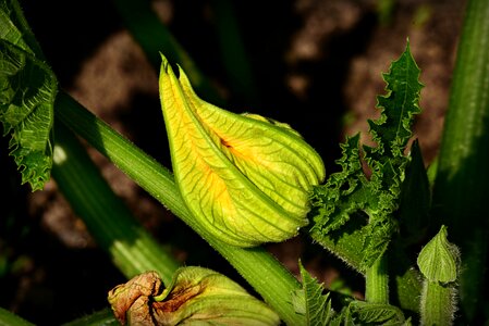 Food nutrition leaf