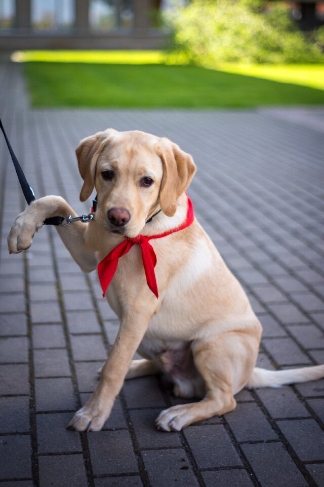 Animal puppy young
