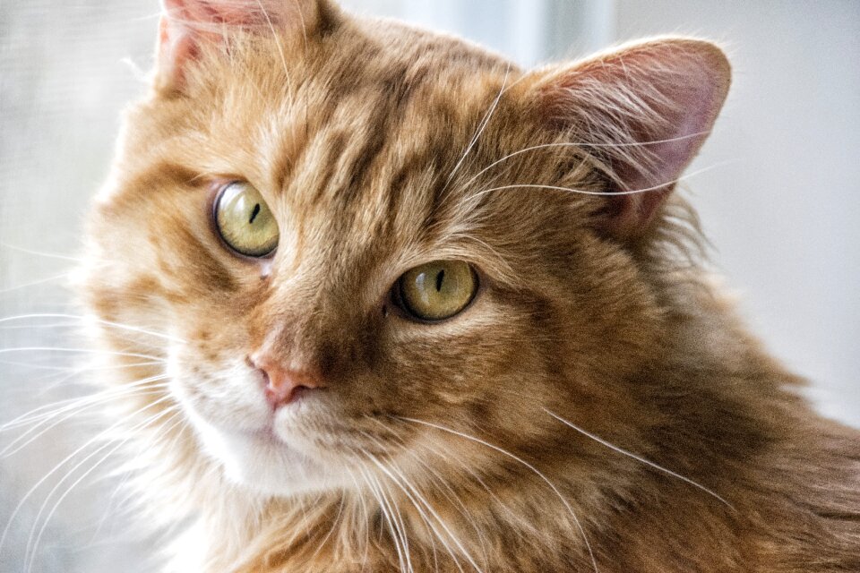Kitty cute looking