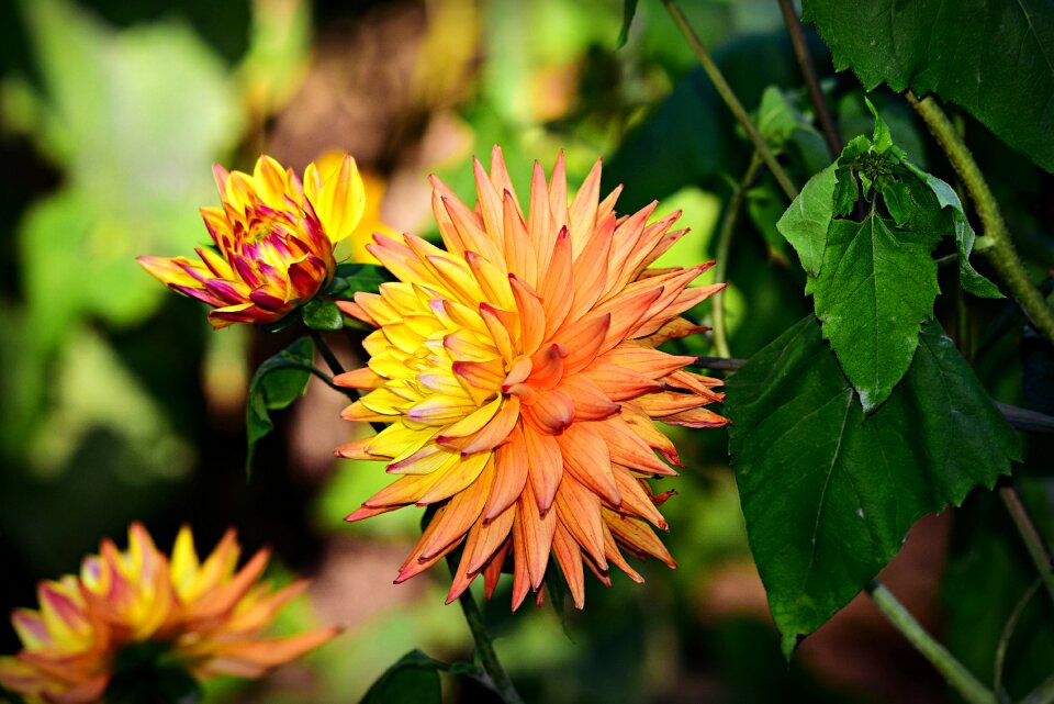 Blossom plant petals