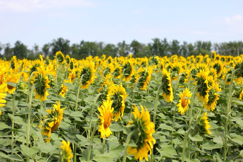 Nature summer yellow