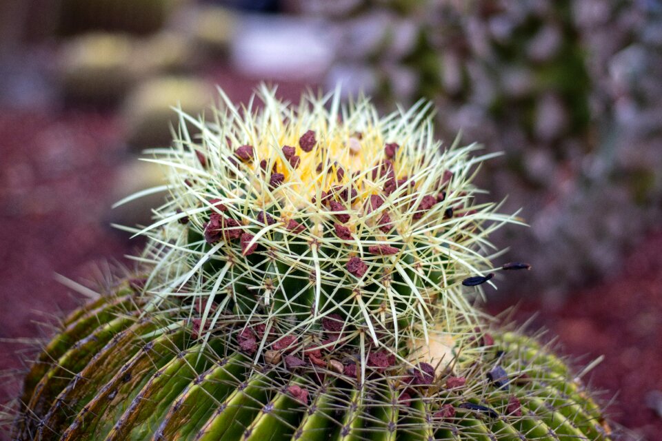 Spikes nature garden
