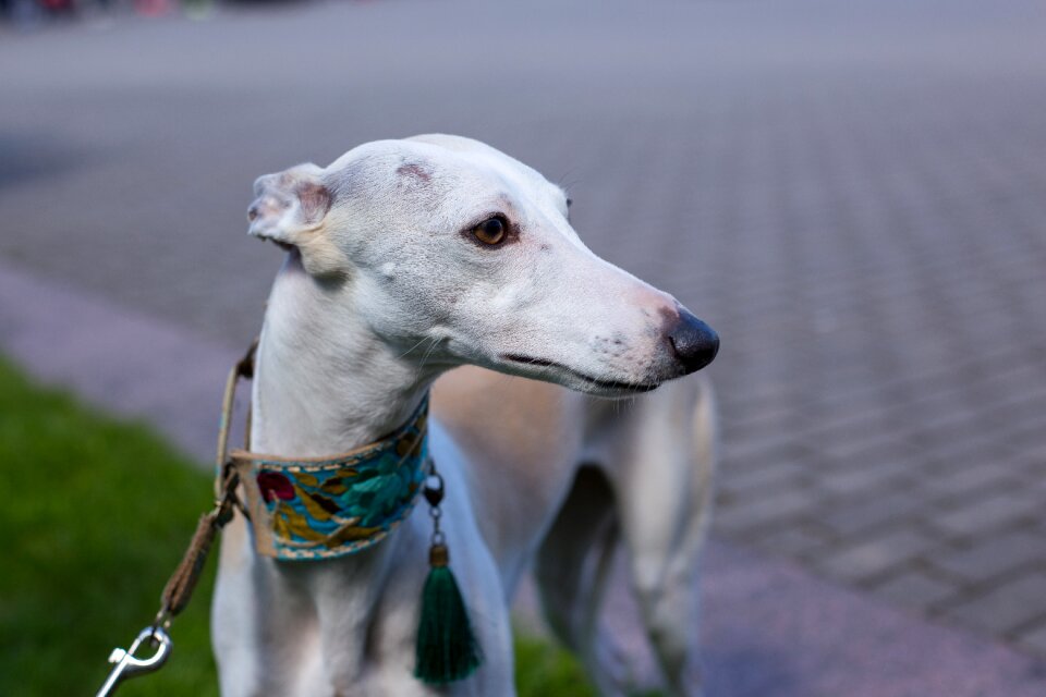 Hound agility breed