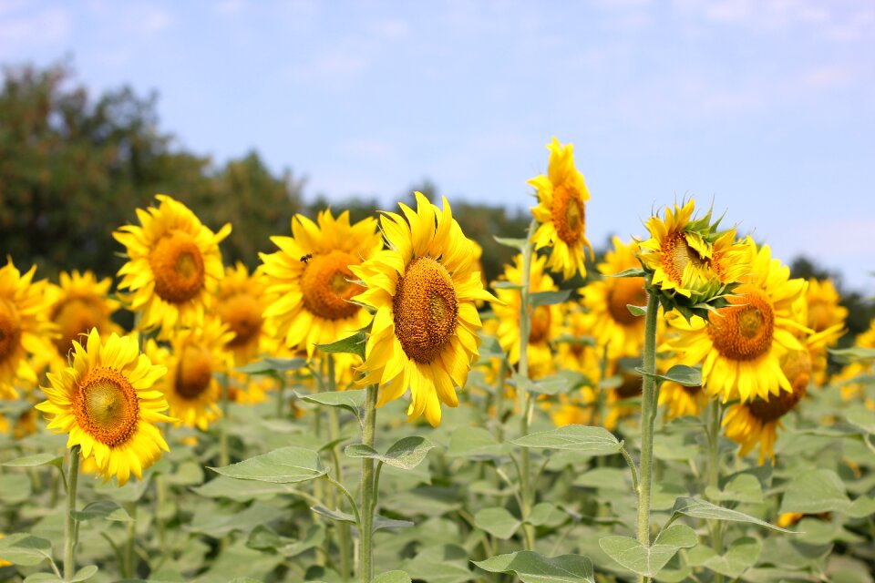 Nature summer yellow