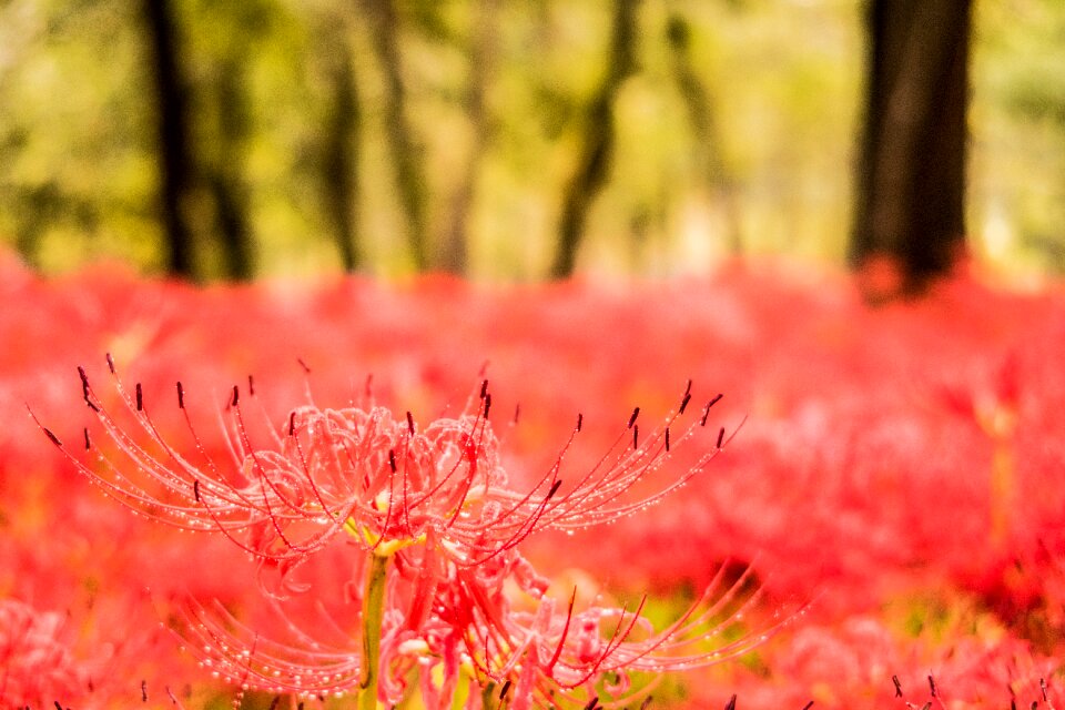 Autumn flowers spider lily plant