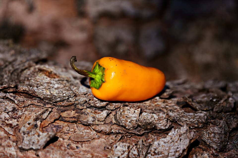 Vegetable food nutrition