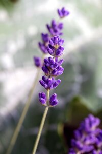 Aromatherapy purple flower nature