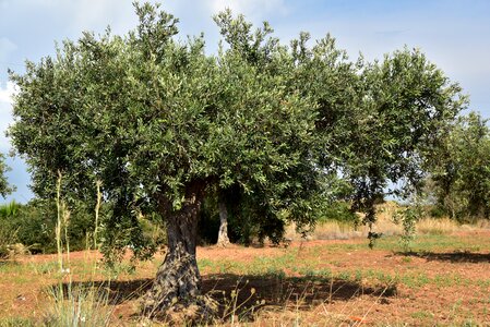 Agriculture olive grove nature