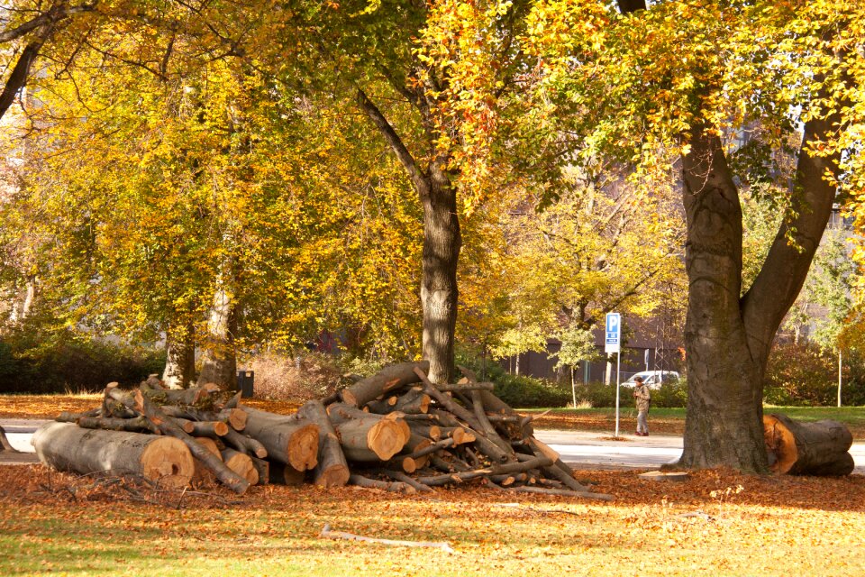 Felling tree trunks autumn