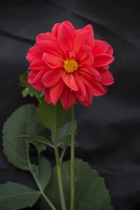 Bloom beautiful tsiniya