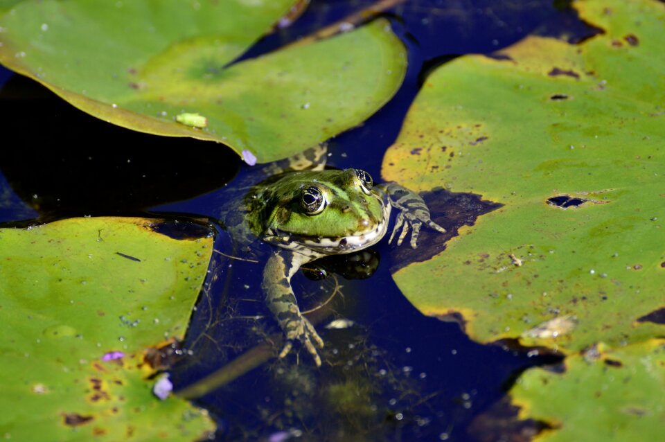 Water nature water frog photo