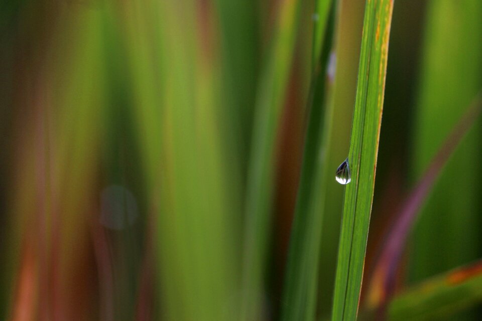 Rice nature farming photo