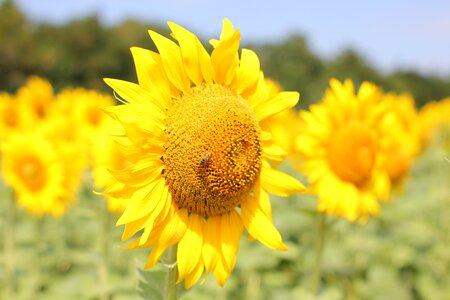 Nature summer yellow photo