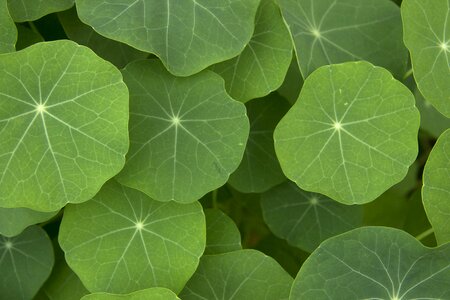 Nasturtium leaves garden