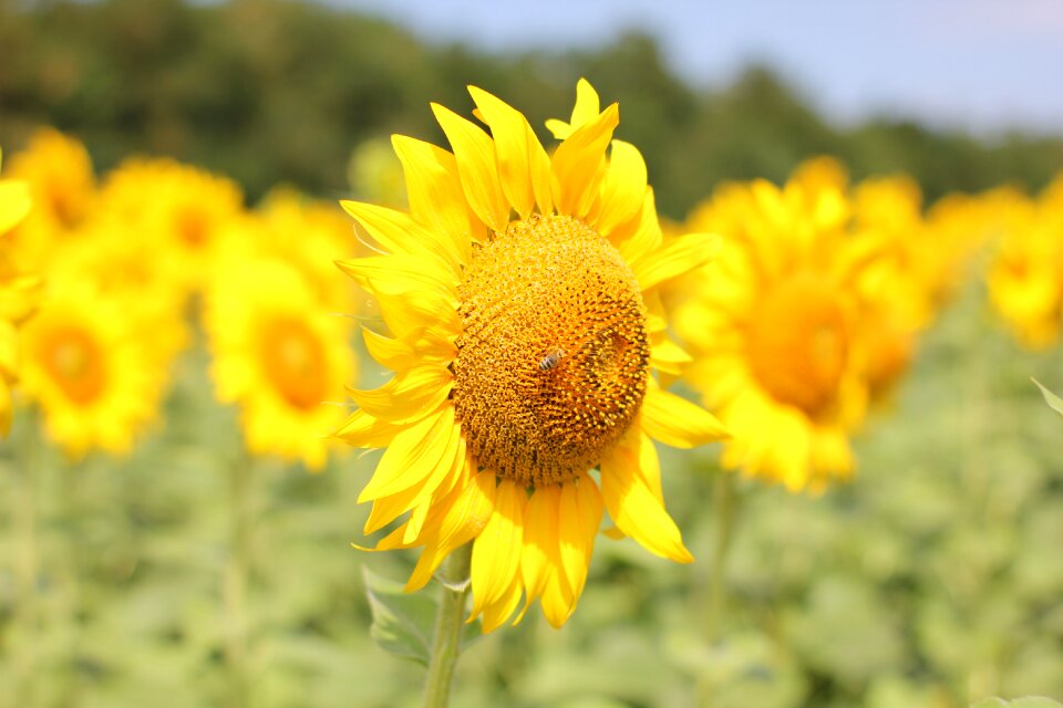 Nature summer yellow