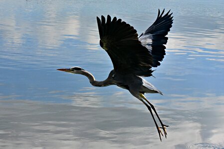 Wildlife flight wing photo