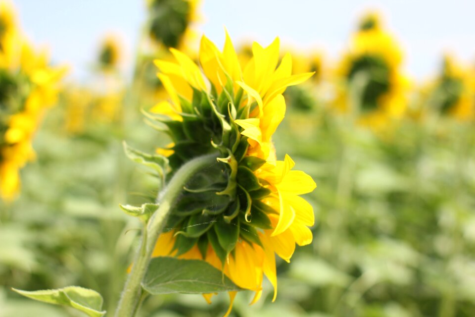 Nature summer yellow
