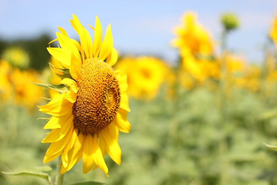 Nature summer yellow