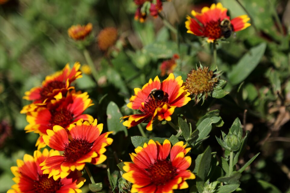 Flowers bees garden photo