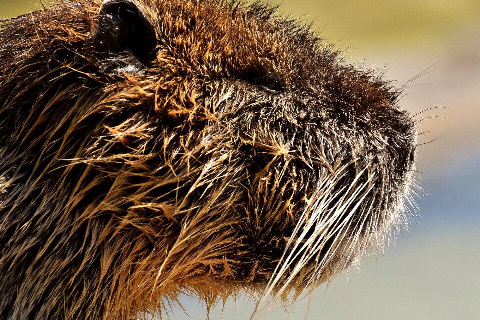 Splashing animal world animal