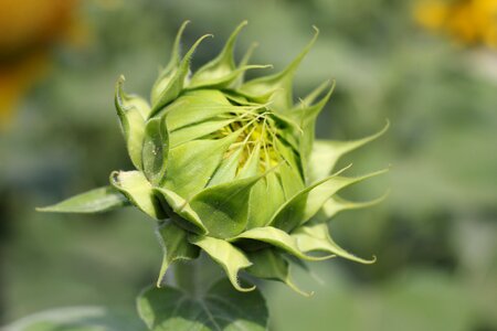 Nature summer yellow photo