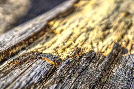 Broken detached tree photo