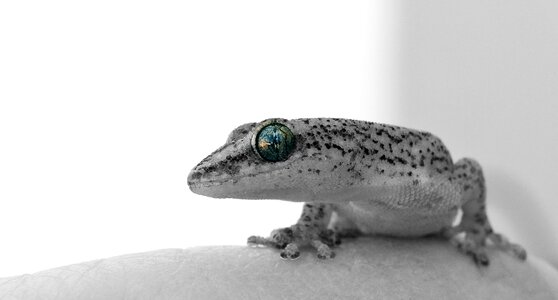 Face profile reptile