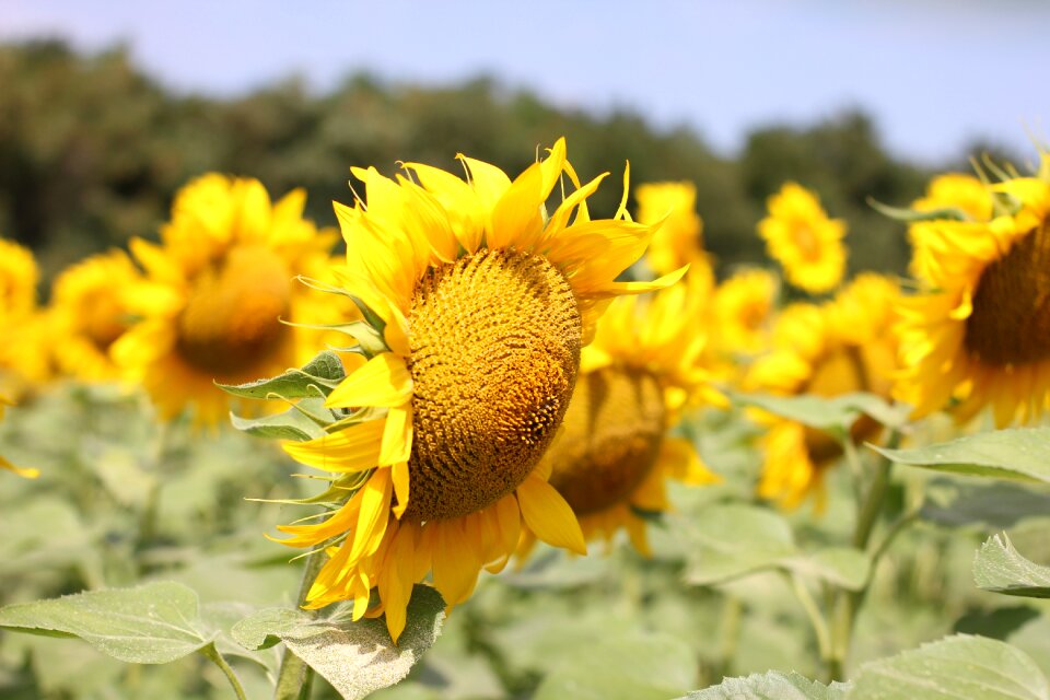 Nature summer yellow