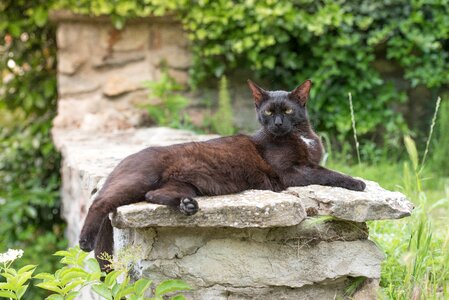 Domestic cat black lie