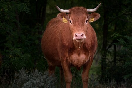 Livestock ungulates animal world of